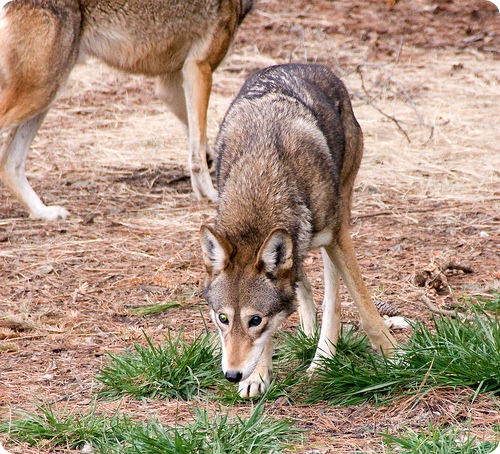 Рыжий волк (лат. Canis rufus)