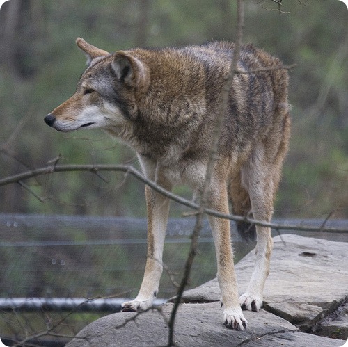 Рыжий волк (лат. Canis rufus)