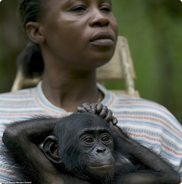 Центр по спасению шимпанзе в Конго