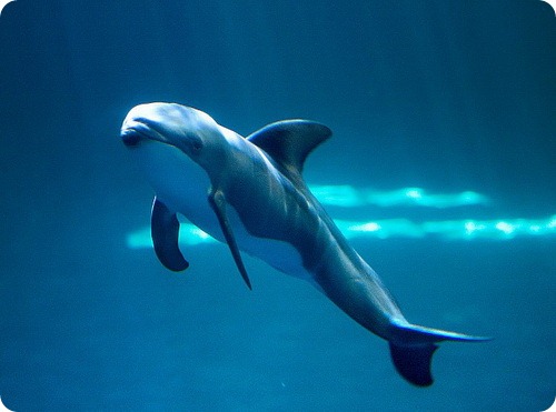 Тихоокеанский короткоголовый дельфин из Чикаго