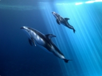 Тихоокеанский короткоголовый дельфин из Чикаго