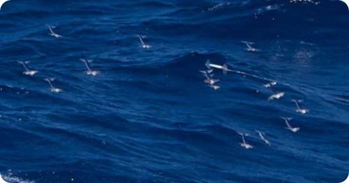 Летающие кальмары