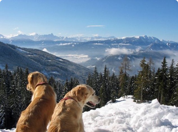 В горах Австрии открылся уникальный отель для любителей собак