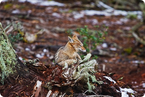 Андская лисица (Lycalopex culpaeus)