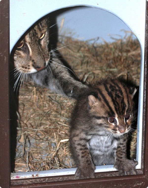 В Смитсоновском зоопарке родились детёныши кошки-рыболова