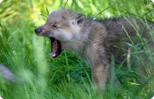 Мельвильский островной волк из Дании