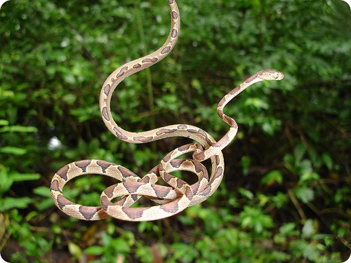 Обыкновенная ремневидная змея