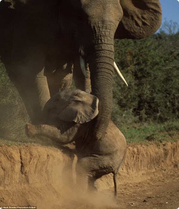 Как мама-слониха помогла своему малышу