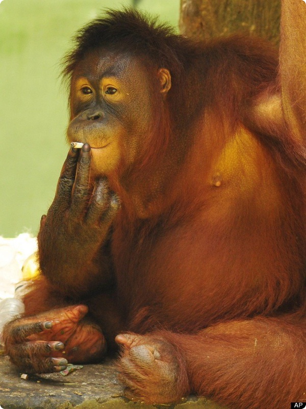 Самка орангутанга из индонезийского зоопарка бросает курить