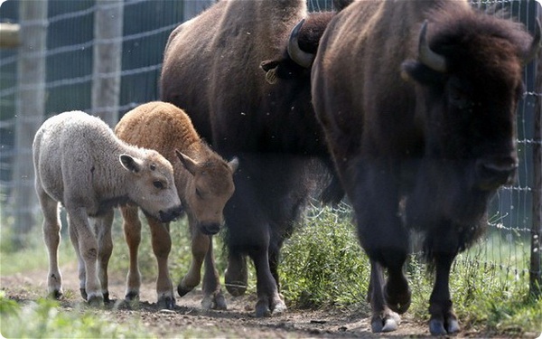 Коренные американцы отмечают рождение белого бизона