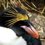 Золотоволосый пингвин