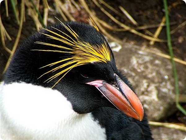 Золотоволосый пингвин (лат. Eudyptes chrysolophus)