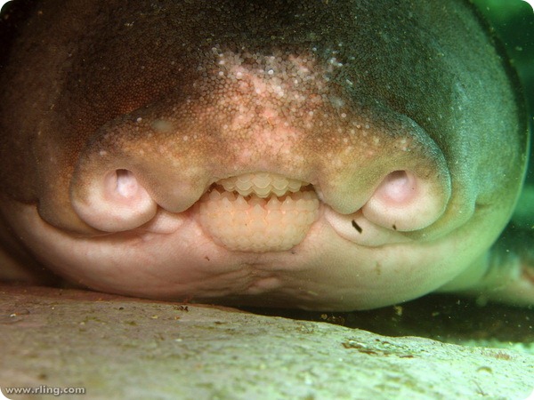 Австралийская бычья акула (лат. Heterodontus portusjacksoni)