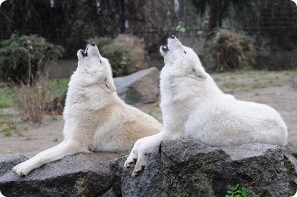 Мелвильский островной или арктический волк (лат. Canis lupus arctos) 