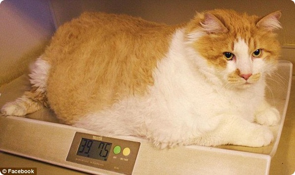 Самый толстый в мире кот!