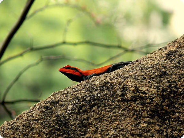 Индийская горная агама (лат. Psammophilus dorsalis)