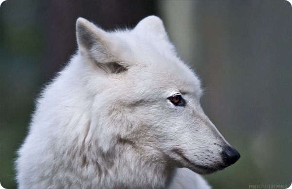 Мелвильский островной или арктический волк (лат. Canis lupus arctos) 