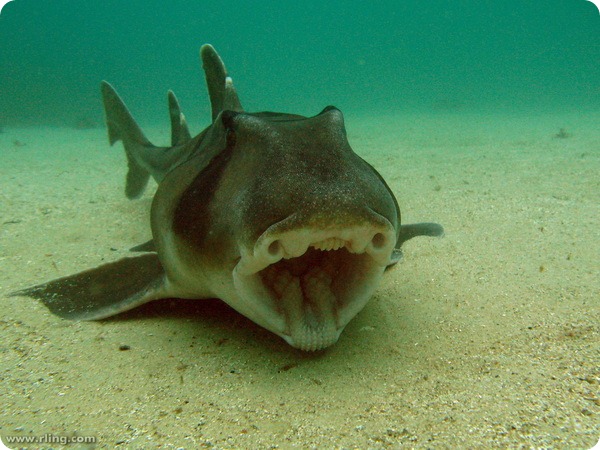 Австралийская бычья акула (лат. Heterodontus portusjacksoni)