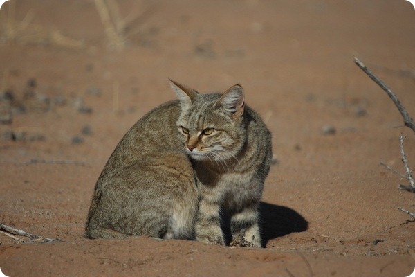 Степная кошка (лат. Felis libyca)