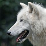 Арктический волк