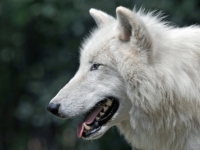 Арктический волк