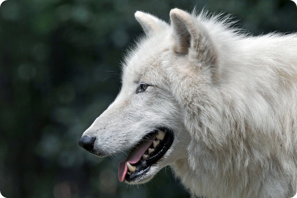 Мелвильский островной или арктический волк (лат. Canis lupus arctos) 