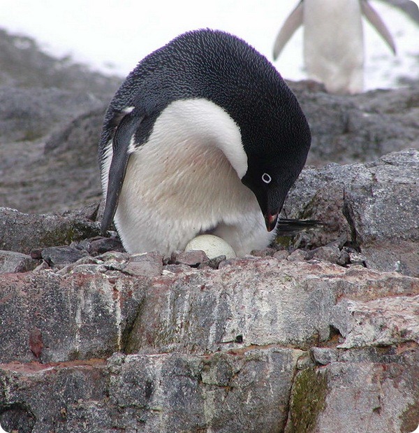 Пингвины Адели (лат. Pygoscelis adeliae)