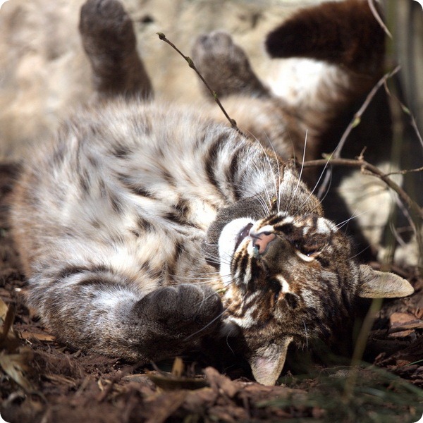 Азиатская золотистая кошка или кошка Темминка (лат. Catopuma temmincki) 