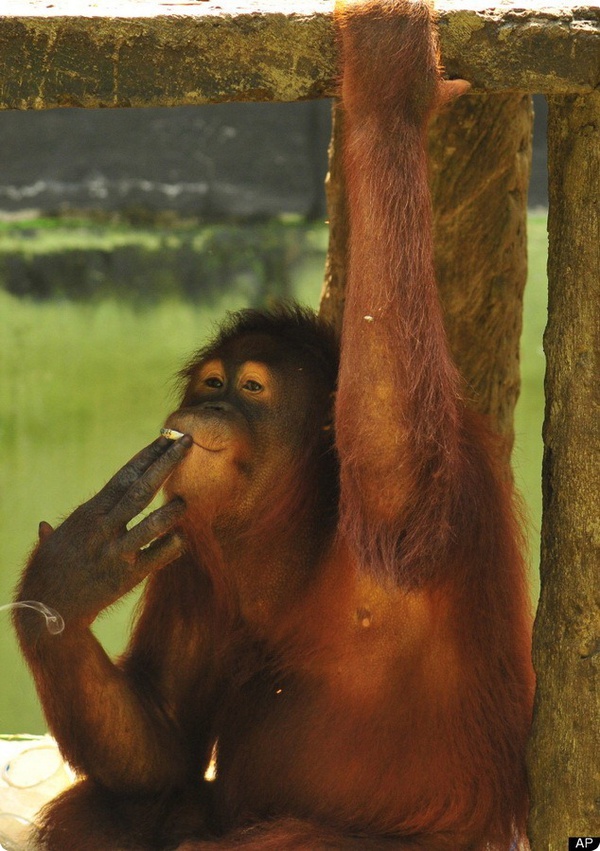 Самка орангутанга из индонезийского зоопарка бросает курить