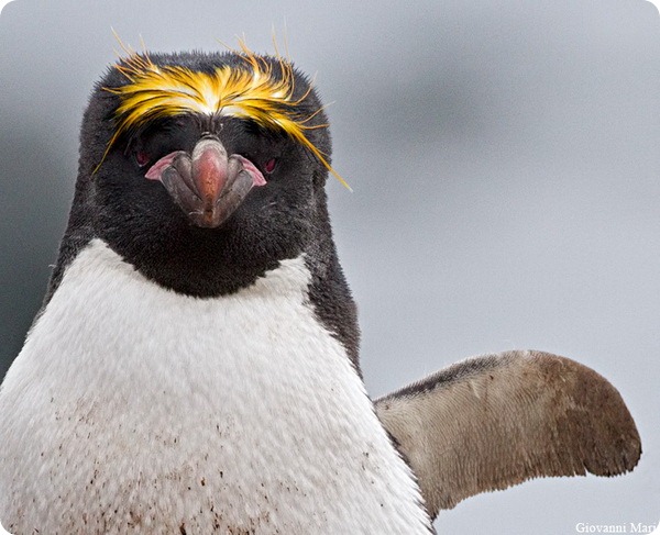 Золотоволосый пингвин (лат. Eudyptes chrysolophus)