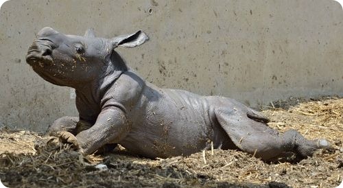 Белый носорог из Тель-Авива