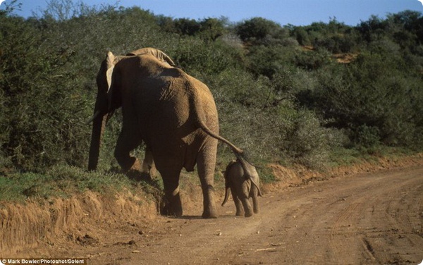 Как мама-слониха помогла своему малышу