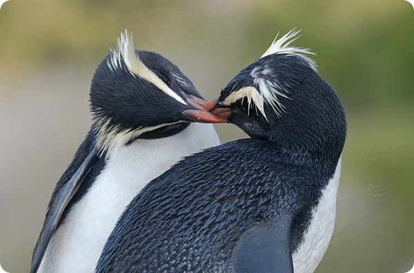 Толстоклювый пингвин или пингвин Виктории (лат. Eudyptes pachyrhynchus)