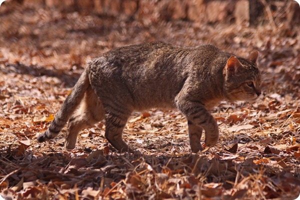 Степная кошка (лат. Felis libyca)