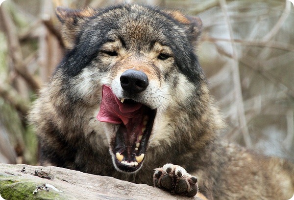 Серый, или обыкновенный волк (лат. Canis lupus)