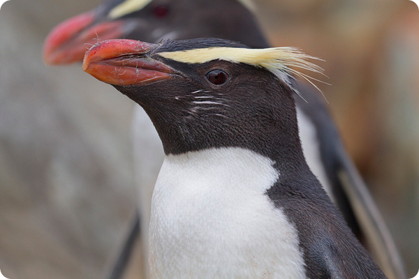 Толстоклювый пингвин или пингвин Виктории (лат. Eudyptes pachyrhynchus)