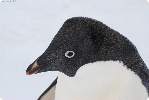 Пингвины Адели (лат. Pygoscelis adeliae)