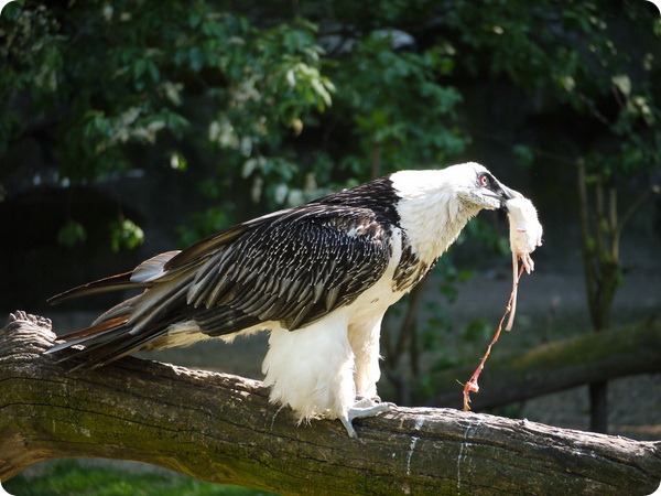 Бородач или ягнятник (лат. Gypaetus barbatus)