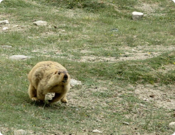 Гималайский сурок (лат. Marmota himalayana)
