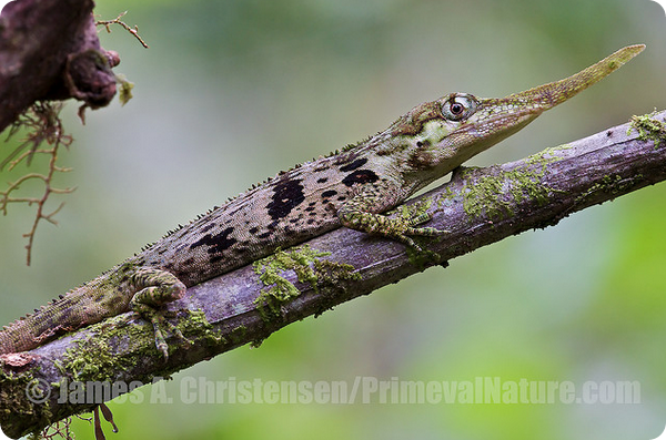 Рогатый анолис (лат. Anolis proboscis)