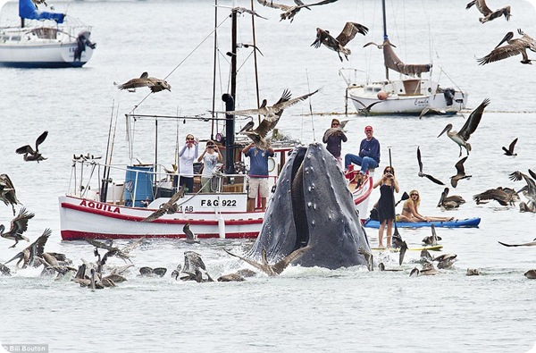 Горбатые киты у калифорнийского побережья