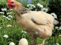 Курица снесла огромное яйцо!