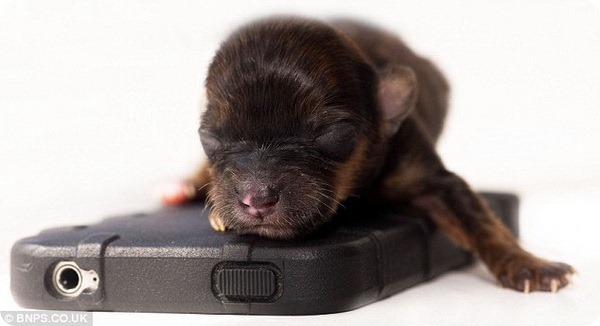 В Великобритании родился щенок размером с iPhone