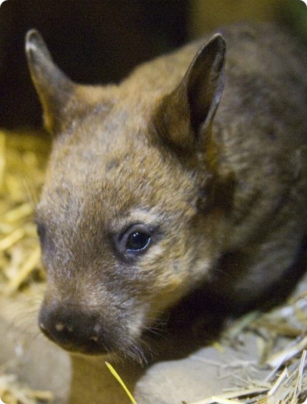 В австралийском зоопарке Taronga Zoo родился детёныш вомбата