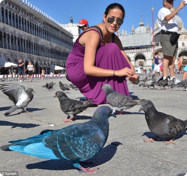 Необычные голуби Венеции