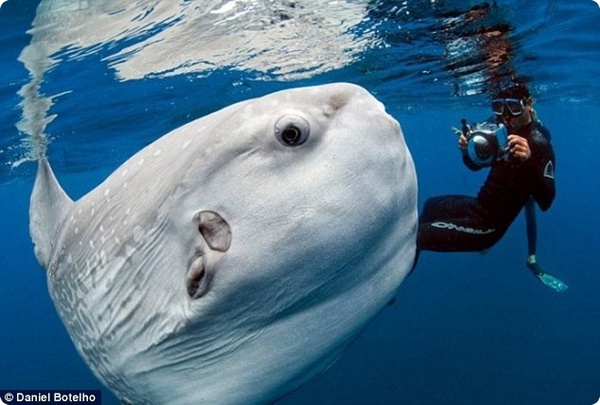 Огромная рыба-луна и фотограф Даниэль Ботельо