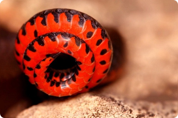Точечная ошейниковая змея (лат. Diadophis punctatus)