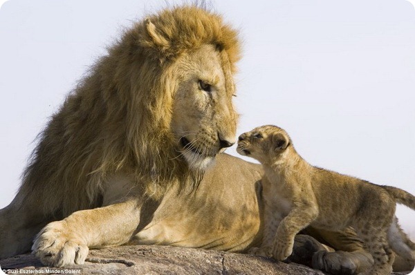 Первая встреча львенка с отцом