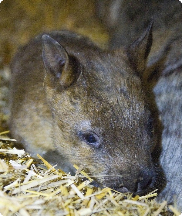 В австралийском зоопарке Taronga Zoo родился детёныш вомбата