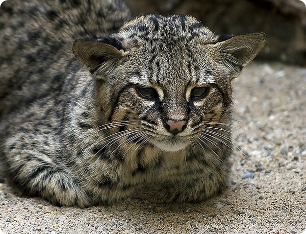Кошка Жоффруа (Leopardus geoffroyi)